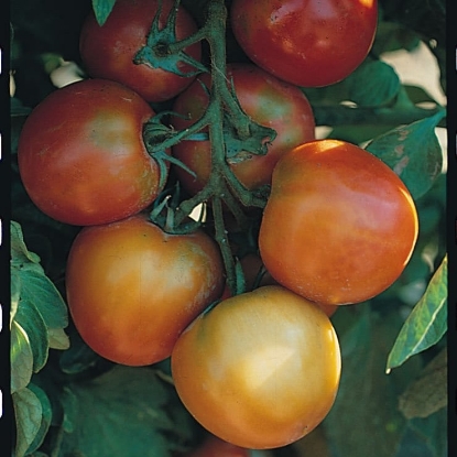Picture of Organic Tomato St Pierre